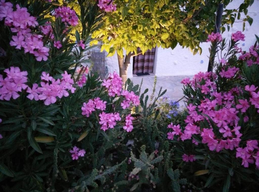 Villanueva de las Torres Cuevas Los Coloraos - La Residencia מראה חיצוני תמונה